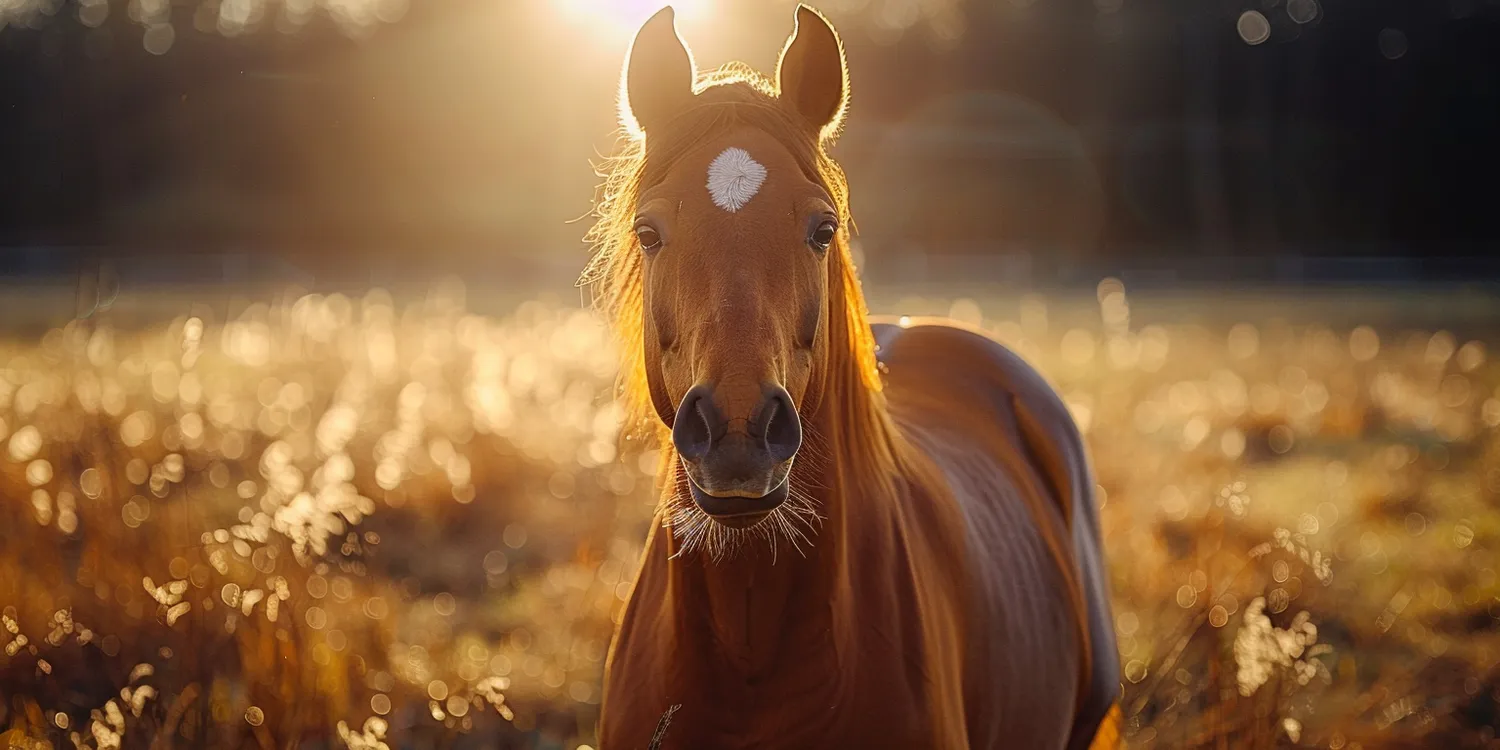 Krematoria dla zwierząt - co warto wiedzieć?