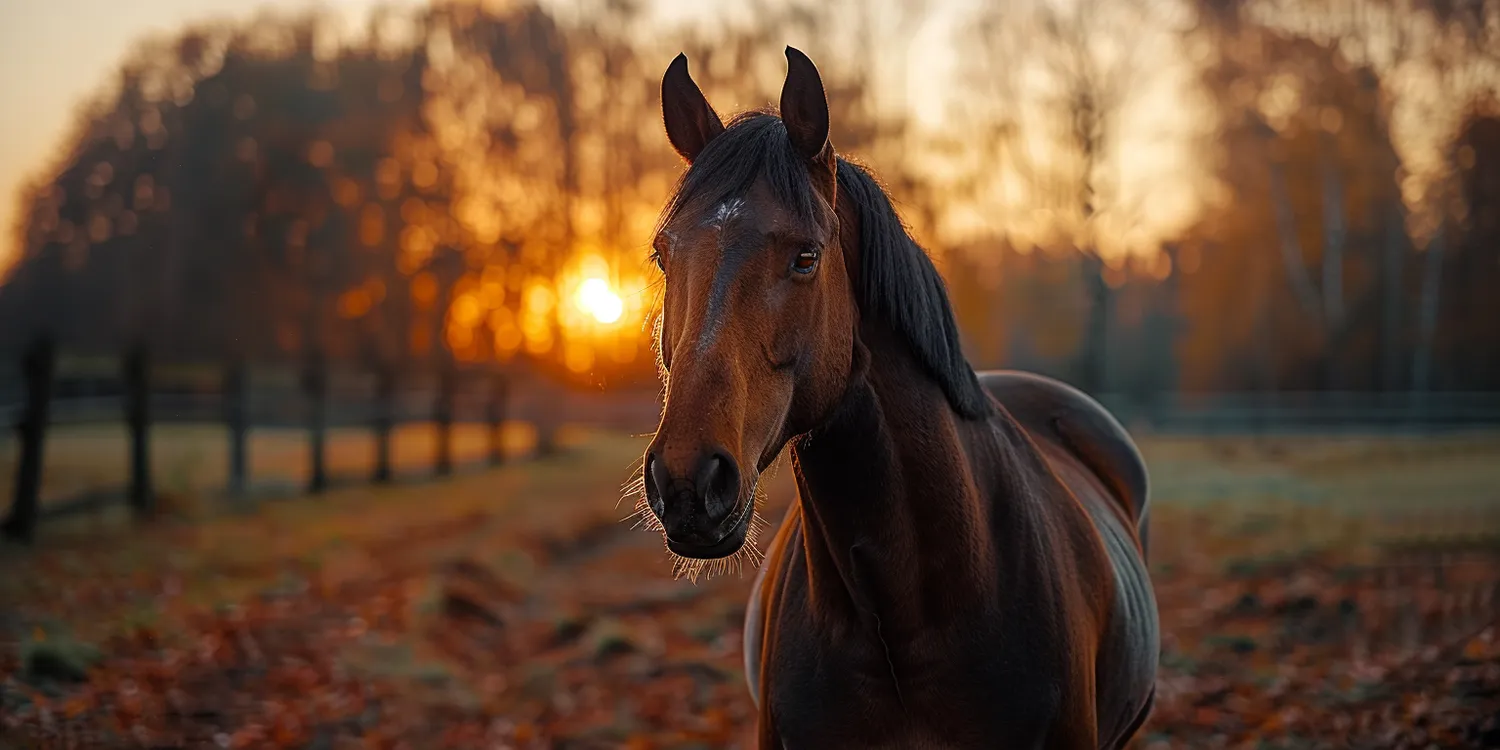 Krematoria dla zwierząt - jak godnie pożegnać pupila
